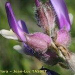 Astragalus vesicarius Flower