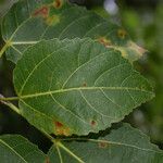 Ficus lateriflora Frunză