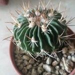 Stenocactus multicostatus Hoja