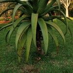 Aloe marlothii Yaprak