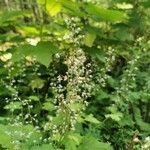 Tiarella trifoliata Квітка