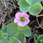 Oxalis purpurea Цветок