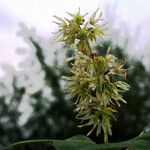 Echinocystis lobata Цветок