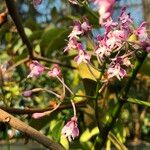 Epidendrum atacazoicum