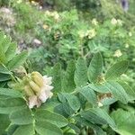 Astragalus frigidus Blüte