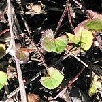 Centella asiatica पत्ता