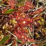 Drosera anglica Folha