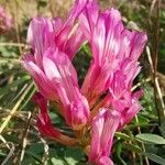 Astragalus monspessulanusFlower