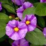 Lycianthes rantonnetii Fula