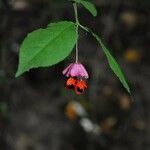 Euonymus verrucosus Fruit