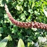 Phytolacca americana Fruit