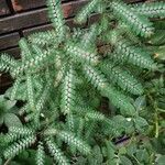 Phyllanthus niruri 葉