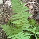 Thelypteris noveboracensis Blad