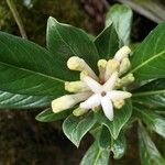 Chassalia gaertneroides Floare
