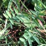 Vicia benghalensis Folha