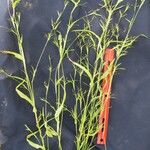 Hackelochloa granularis Otro