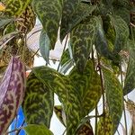 Aeschynanthus longicaulis Leaf