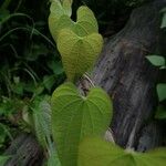 Dioscorea bulbifera Лист