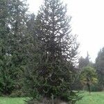 Araucaria araucana Habit