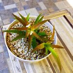 Orthophytum harleyi Hoja