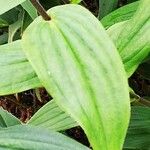 Tricyrtis lasiocarpa Leaf