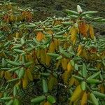 Rhododendron campanulatum Natur