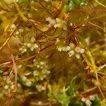 Cuscuta europaea 花