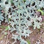 Glaucium flavum Leaf