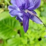 Aquilegia alpinaFlor