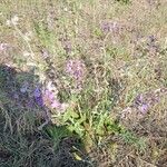 Salvia verbenacaFlower