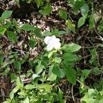 Asystasia gangetica Квітка