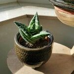Aloe variegata Kvet