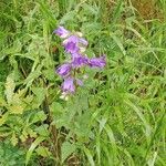 Campanula trachelium Хабит