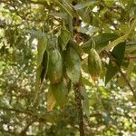Fraxinus excelsior 果實
