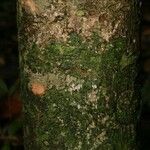 Pradosia ptychandra Bark