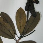 Vochysia surinamensis Otro