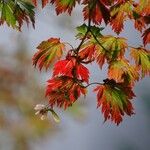 Acer japonicumপাতা