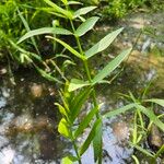 Sium latifolium Hoja