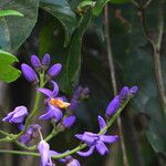 Solanum uncinellum Flor