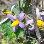 Solanum palinacanthum