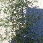 Asparagus acutifolius 葉