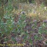 Ononis diffusa Habit