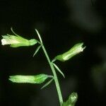 Nervilia concolor Flor