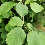 Corylus avellanaList