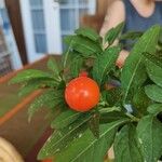 Solanum pseudocapsicumFruitua