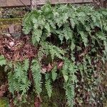 Polypodium vulgare Habitus