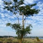 Albizia niopoides Habitat