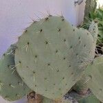 Opuntia robusta Leaf