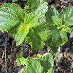 Lantana viburnoides Blad