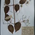 Clematis gouriana 其他